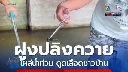 ฝูงปลิงควายโผล่น้ำท่วม ดูดเลือดชาวบ้าน จ.พระนครศรีอยุธยา