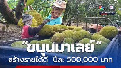 ชาวสวนปลูกขาย ขนุนมาเลย์ สร้างรายได้ดี  ปีละ 500,000  บาท 