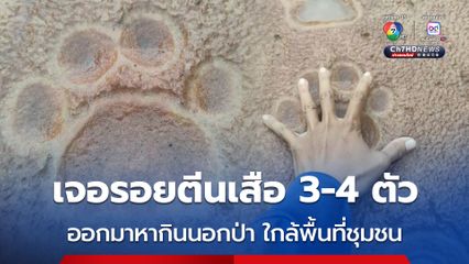 เจอรอยตีนเสือ 3-4 ตัว ออกมาหากินนอกป่า ใกล้พื้นที่ชุมชน