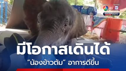 ข่าวดีอย่างไม่เป็นทางการ ลูกช้างข้าวต้มมีโอกาสเดินได้