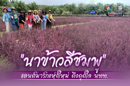 เกษตรกรชาว อ.สิเกา จ.ตรัง ทำนาข้าวสีชมพู แลนด์มาร์กแห่งใหม่ดึงดูดใจนักท่องเที่ยว
