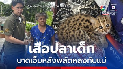 เสือปลาเด็ก บาดเจ็บหลังพลัดหลงกับแม่