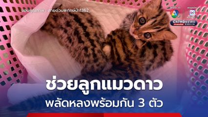 ช่วยลูกแมวดาว พลัดหลงพร้อมกัน 3 ตัว