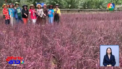 นาข้าวสีชมพู ยอดจองเมล็ดพันธุ์คิวยาวถึงปีหน้า จ.ตรัง