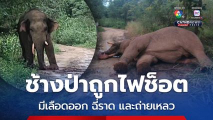 ช้างป่าถูกไฟช็อต มีเลือดออก ฉี่ราด และถ่ายเหลว