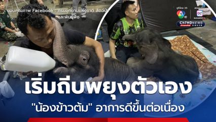 ช้างป่า 'น้องข้าวต้ม'  อาการดีขึ้น เริ่มถีบเพื่อพยุงให้ตัวเองยืนได้บ่อยครั้ง
