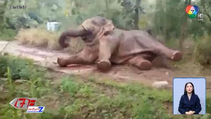 เจ้างาเบี่ยง ช้างป่าเขาใหญ่ ถูกไฟฟ้าช็อก