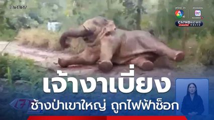 เจ้างาเบี่ยง ช้างป่าเขาใหญ่ ถูกไฟฟ้าช็อก