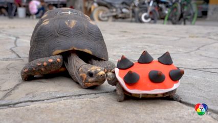 เวเนซุเอลา จัดแข่งขันเต่าคลานฉลองวันนักบุญ