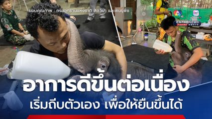 ลูกช้างป่า ข้าวต้ม อาการดีขึ้นต่อเนื่อง ทีมสัตวแพทย์เผยกำลังขาแข็งแรงขึ้น การขับถ่ายเป็นปกติ