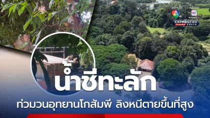 แม่น้ำชีทะลักขึ้นสูง ท่วมวนอุทยานโกสัมพี ลิงหนีอพยพขึ้นตามต้นไม้ หลังคา