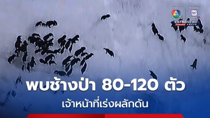 ฤดูฝนช้างป่า 80-120 ตัว ออกหากินในพื้นที่เกษตรกร มากขึ้น