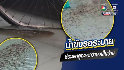 เหลือจะเชื่อ ฝนตกหนักน้ำท่วมรอระบาย ปลาช่อนบุกบ้าน พาฝูงปลาลูกคอกว่ายวนอยู่ในบ้านดุจแดนสนธยา