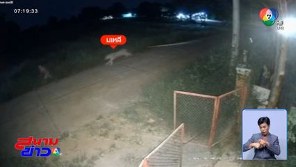 เปิดนาทีสิงโต มเหสี หลุดไล่กัดเด็ก