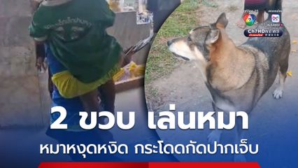 เด็ก 2 ขวบ เล่นกับเจ้าปุ๊กลุก สุนัขข้างบ้าน ด้วยความคุ้นเคย แต่จู่ๆเจ้าปุ๊กลุก เกิดหงุดหงิดกระโดดกัดปากเด็ก 2 ขวบ ฉีกขาด