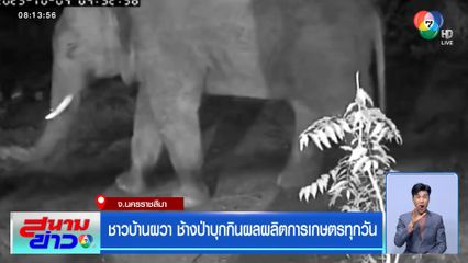 ชาวบ้านผวา ช้างป่าบุกกินผลผลิตการเกษตรทุกวัน จ.นครราชสีมา