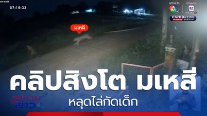 เปิดนาทีสิงโต มเหสี หลุดไล่กัดเด็ก