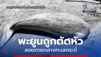 พะยูนถูกตัดหัว ลอยตายกลางทะเลกระบี่