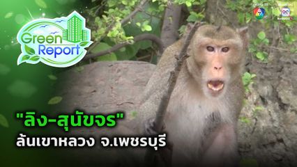 Green Report : "ลิง-สุนัขจร" ล้นเขาหลวง จ.เพชรบุรี