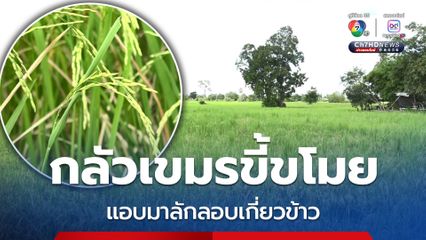 กลัวเขมรขี้ขโมย แอบมาลักลอบเกี่ยวข้าว