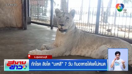 กักโรค สิงโต มเหสี 7 วัน กินอาหารได้แต่ไม่หมด