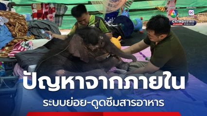 หมอล็อตเผยลูกช้างข้าวต้ม ยังมีความผิดปกติจากภายใน