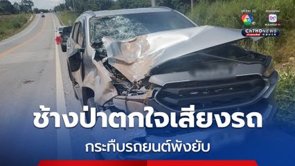 ช้างป่าภูหลวงข้ามถนนตกใจเสียงรถใช้ 2 เท้าเหยียบหน้ารถยนต์พังยับเยิน โชคดีคนขับไม่ได้รับบาดเจ็บ