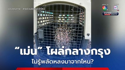 “เม่นใหญ่” โผล่กลางกรุง ไม่รู้พลัดหลงมาจากไหน?