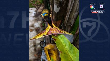 เขาพะเนินทุ่ง อุทยานแห่งชาติแก่งกระจาน พบผีเสื้อหายาก และพร้อมเปิดรับนักท่องเที่ยว 1 พ.ย. นี้