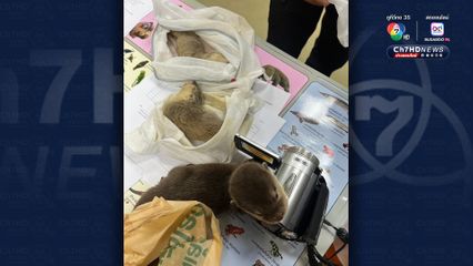 เจ้าหน้าที่ด่านตรวจสัตว์ป่าท่าอากาศยานดอนเมืองรวบหนุ่มต่างชาติ ลักลอบนำสัตว์ป่าจำนวนมากออกประเทศ