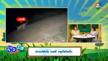 เปิดนาทีสิงโต มเหสี หลุดไล่กัดเด็ก