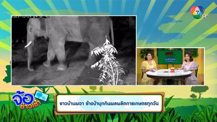 ชาวบ้านผวา ช้างป่าบุกกินผลผลิตการเกษตรทุกวัน