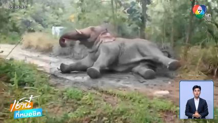 เจอแล้ว "งาเบี่ยง" ช้างป่าถูกไฟดูด จ.นครราชสีมา