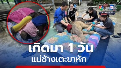 ลืมตาดูโลก 1 วัน แม่ช้างเตะขาหัก เจ้าของนำส่งโรงพยาบาลรักษา