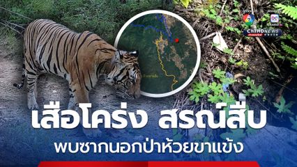 เสือโคร่ง สรณ์สืบ ตายนอกเขตป่าห้วยขาแข้ง