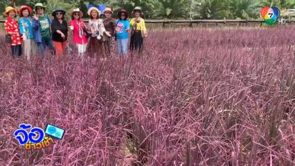 นาข้าวสีชมพู ยอดจองเมล็ดพันธุ์คิวยาวถึงปีหน้า จ.ตรัง