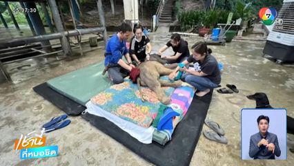 ช่วยลูกช้างอายุ 1 วัน บาดเจ็บถูกแม่เตะขาหัก