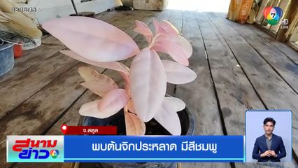 พบต้นจิกประหลาด มีสีชมพู