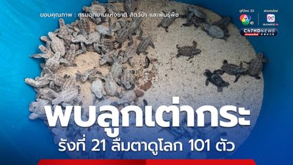 อุทยานฯ อ่าวสยาม เฮ พบลูกเต่ากระ รังที่ 21 ลืมตาดูโลก 101 ตัว หลังเฝ้าระวัง 2 เดือน ชี้ความสำเร็จการอนุรักษ์