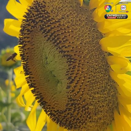 ทุ่งดอกทานตะวัน บานหลืองอร่ามก่อนฤดูกาล