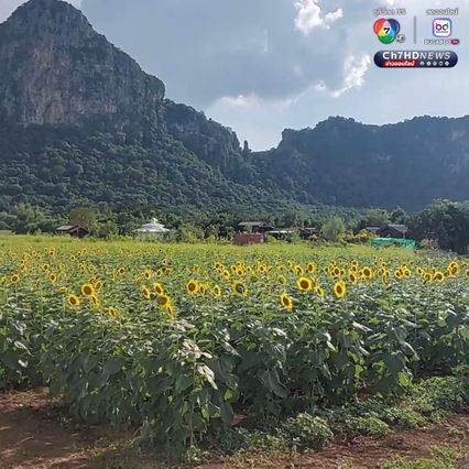 ทุ่งดอกทานตะวัน บานหลืองอร่ามก่อนฤดูกาล