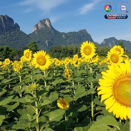 ทุ่งดอกทานตะวัน บานหลืองอร่ามก่อนฤดูกาล