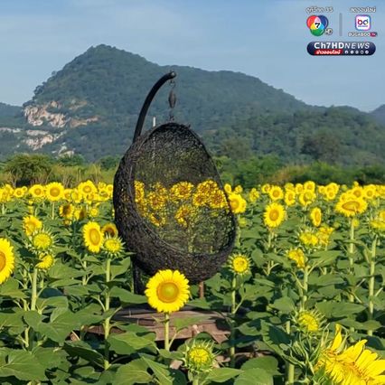 ทุ่งดอกทานตะวัน บานหลืองอร่ามก่อนฤดูกาล