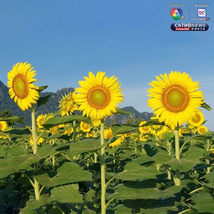 ทุ่งดอกทานตะวัน บานหลืองอร่ามก่อนฤดูกาล