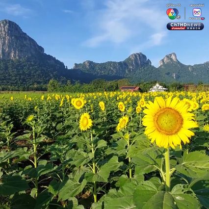 ทุ่งดอกทานตะวัน บานหลืองอร่ามก่อนฤดูกาล