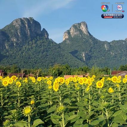 ทุ่งดอกทานตะวัน บานหลืองอร่ามก่อนฤดูกาล