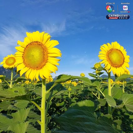 ทุ่งดอกทานตะวัน บานหลืองอร่ามก่อนฤดูกาล