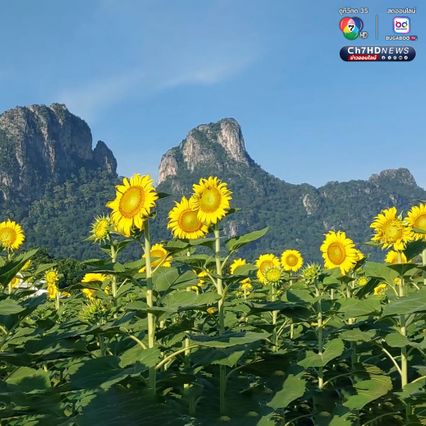 ทุ่งดอกทานตะวัน บานหลืองอร่ามก่อนฤดูกาล