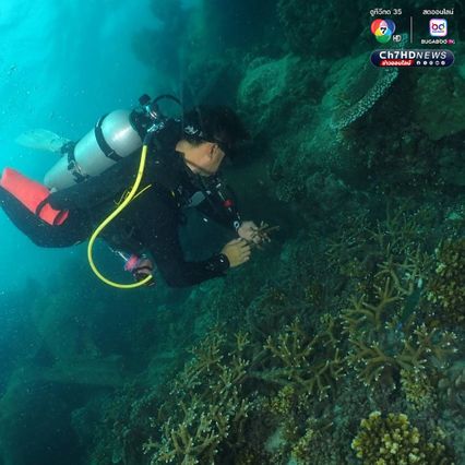 ปลูกปะการัง 193 กิ่ง  ฟื้นฟูทรัพยากรทางทะเล