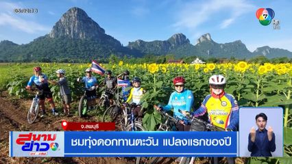 ชมทุ่งดอกทานตะวัน แปลงแรกของปี